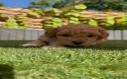 Caniche Toy perros en venta: CANICHE TOY MACHO - Imagen 16