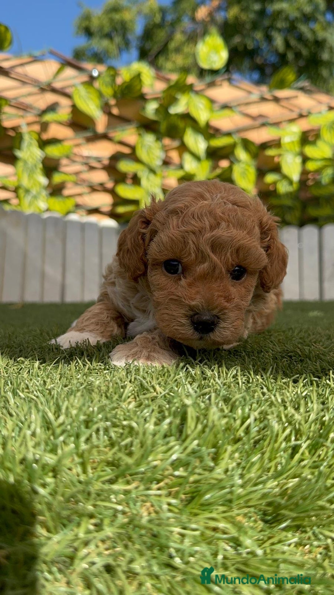 Caniche Toy perros en venta: CANICHE TOY MACHO - Imagen 16