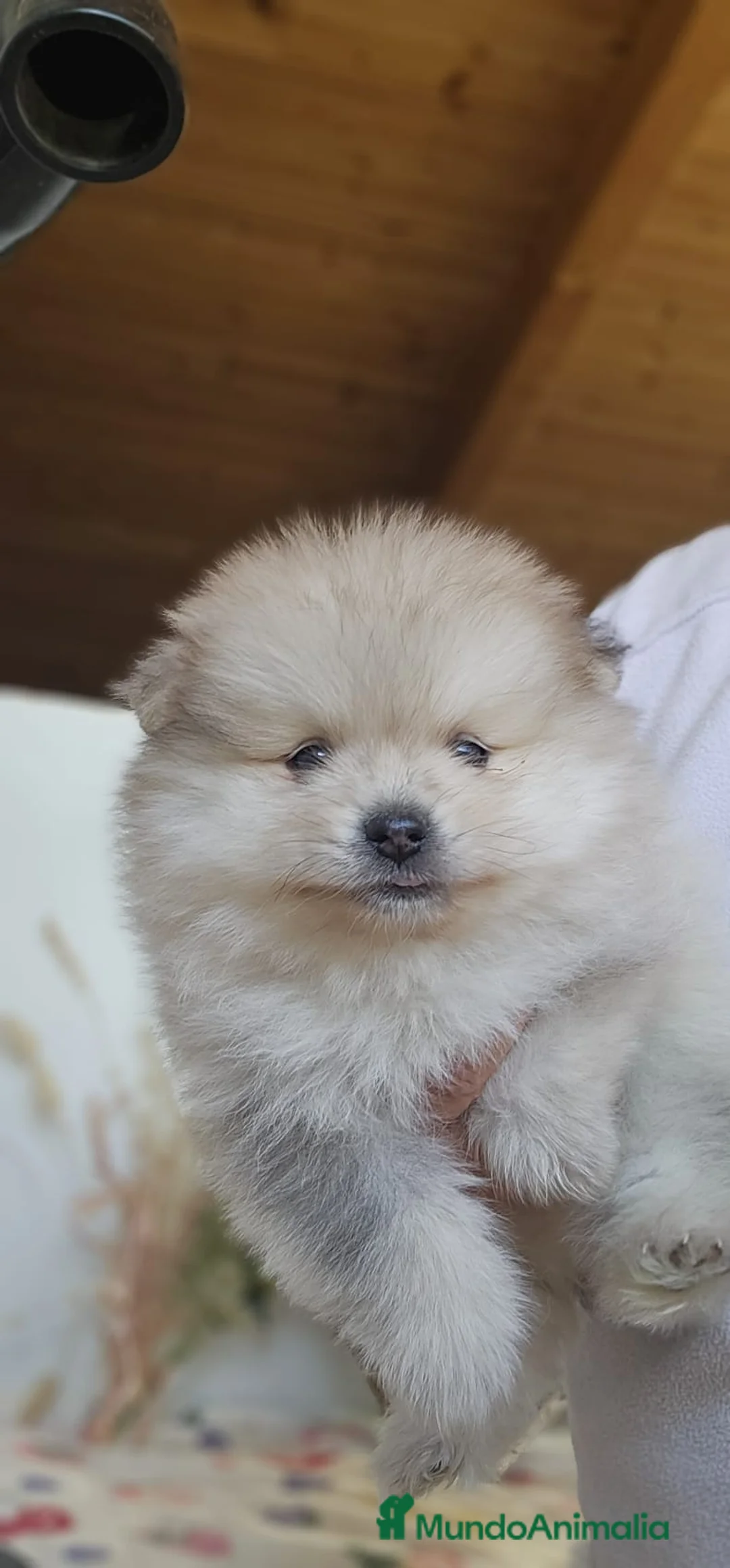Pomerania perros en venta: CAMADA DE POMERANIA  - Anuncio 3