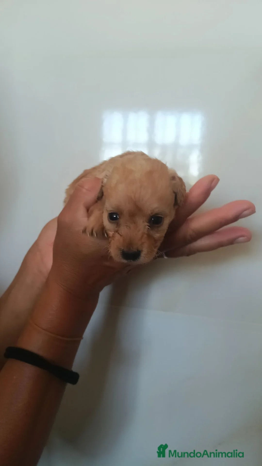 Caniche Toy perros en venta: Macho caniche toys - Anuncio 2