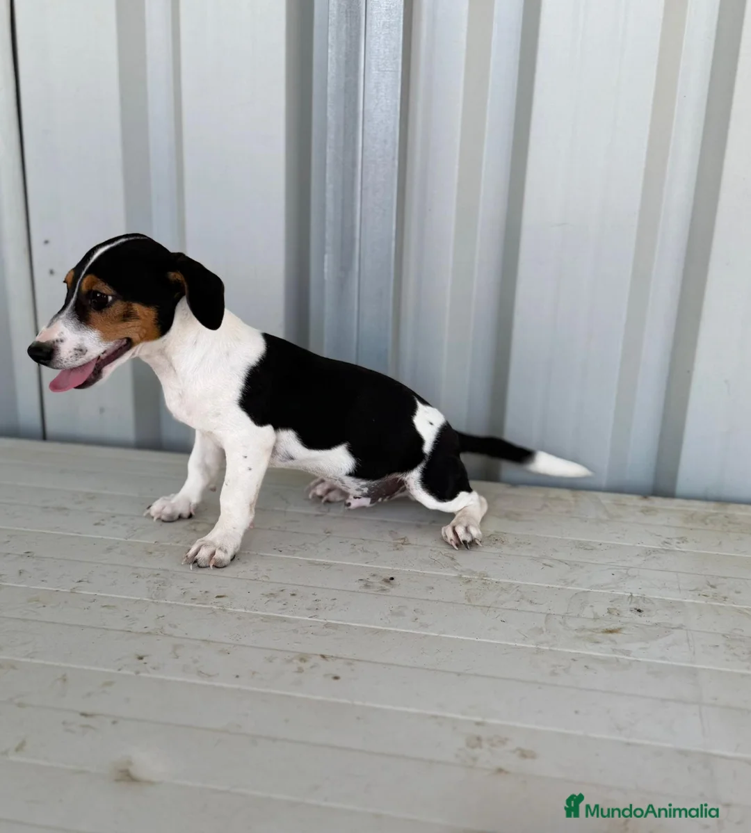 Jack Russell Terrier perros en venta: Disponible Macho de Jack Russell  - Anuncio 12
