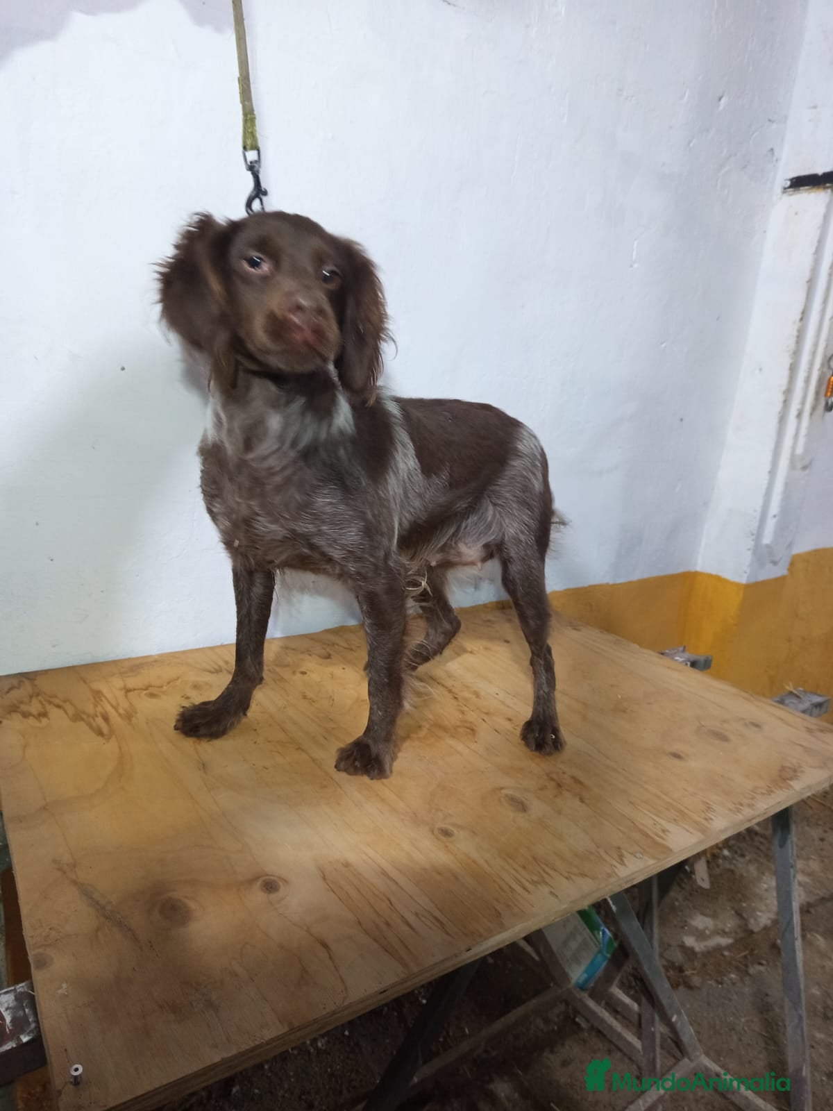 Épagneul Breton perros Excelentes cachorras spaniel bretón  - Anuncio 1
