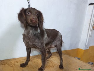 Épagneul Breton perros Excelentes cachorras spaniel bretón - Anuncio 1