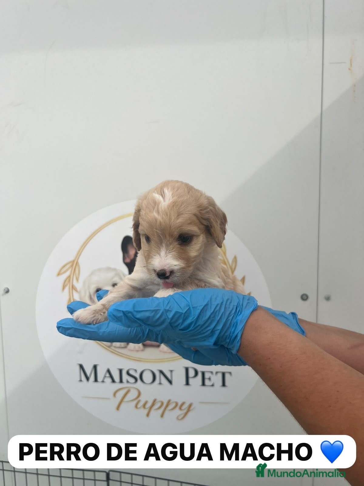 Perro de Agua Español perros CACHORRITO PERRO DE AGUA APRICOT  - Anuncio 3