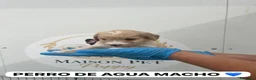 Perro de Agua Español perros en venta: CACHORRITO PERRO DE AGUA APRICOT  - Anuncio 1
