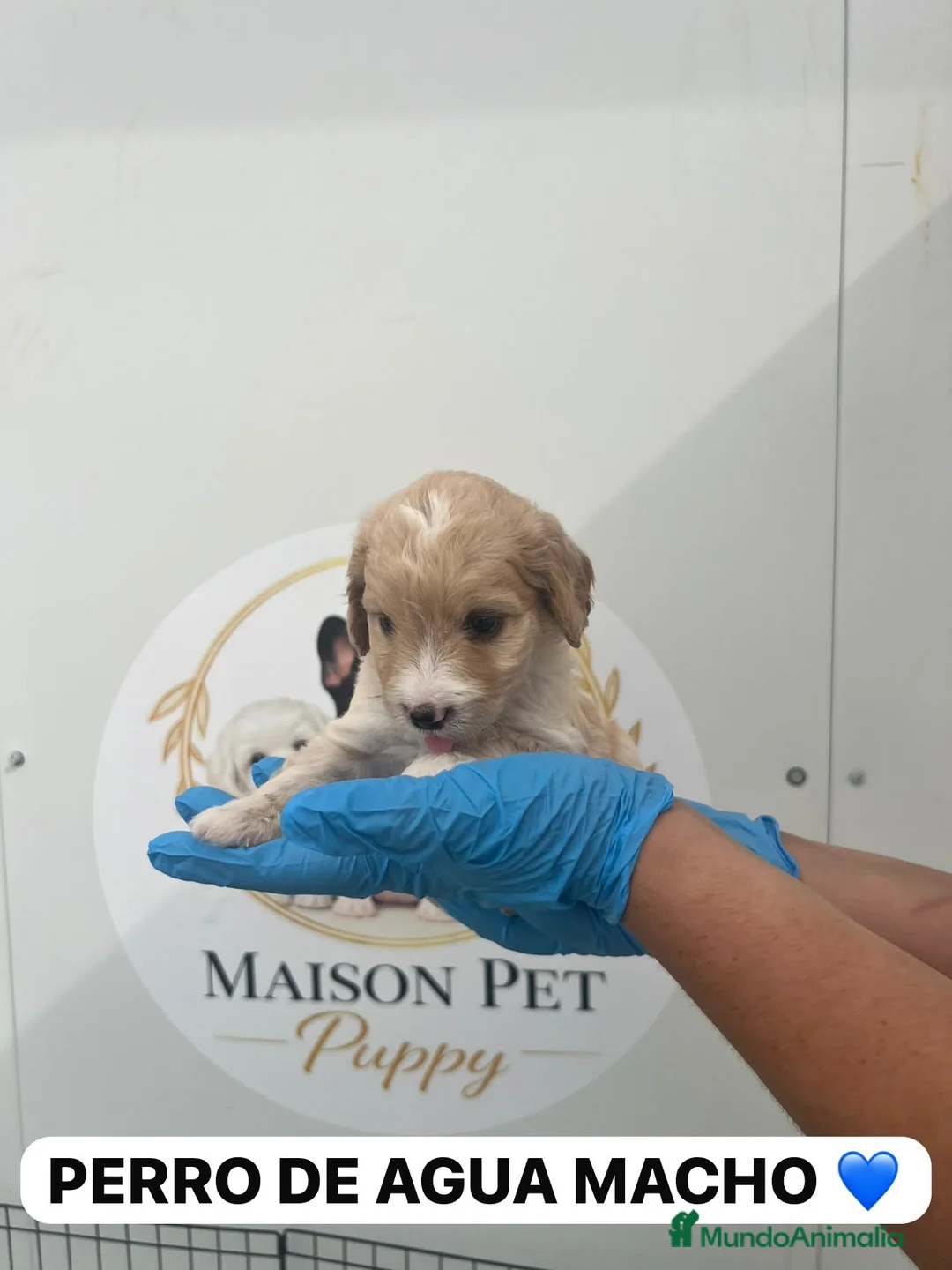 Perro de Agua Español perros en venta: CACHORRITO PERRO DE AGUA APRICOT  - Anuncio 1