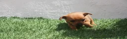 Raza Mixta perros en venta: Minijack - Anuncio 28