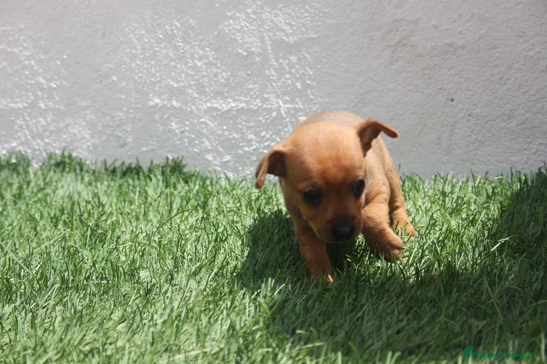 Raza Mixta perros en venta: Minijack - Anuncio 28