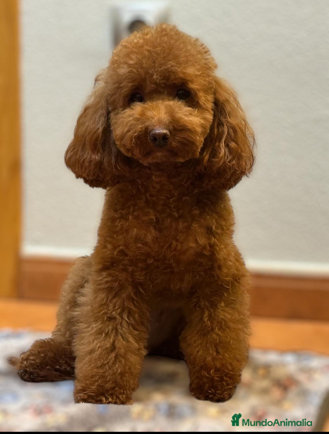 Caniche Toy perros en venta: Preciosos cachorros caniche Toy Rojo  - Anuncio 1