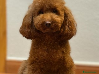 Caniche Toy perros Preciosos cachorros caniche Toy Rojo - Anuncio 1