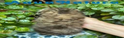 Scottish Fold gatos en venta: Scottish Fold Longhair Hembra AQUANATURA - Anuncio 3