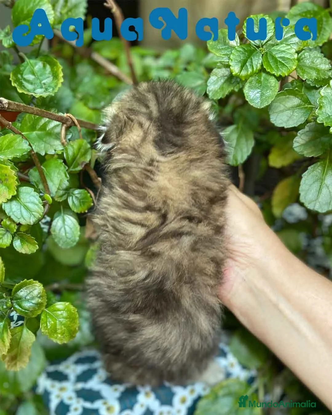 Scottish Fold gatos en venta: Scottish Fold Longhair Hembra AQUANATURA - Anuncio 3