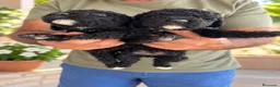 Perro de Agua Español perros en venta: PERRO DE AGUA ESPAÑOL - Anuncio 3