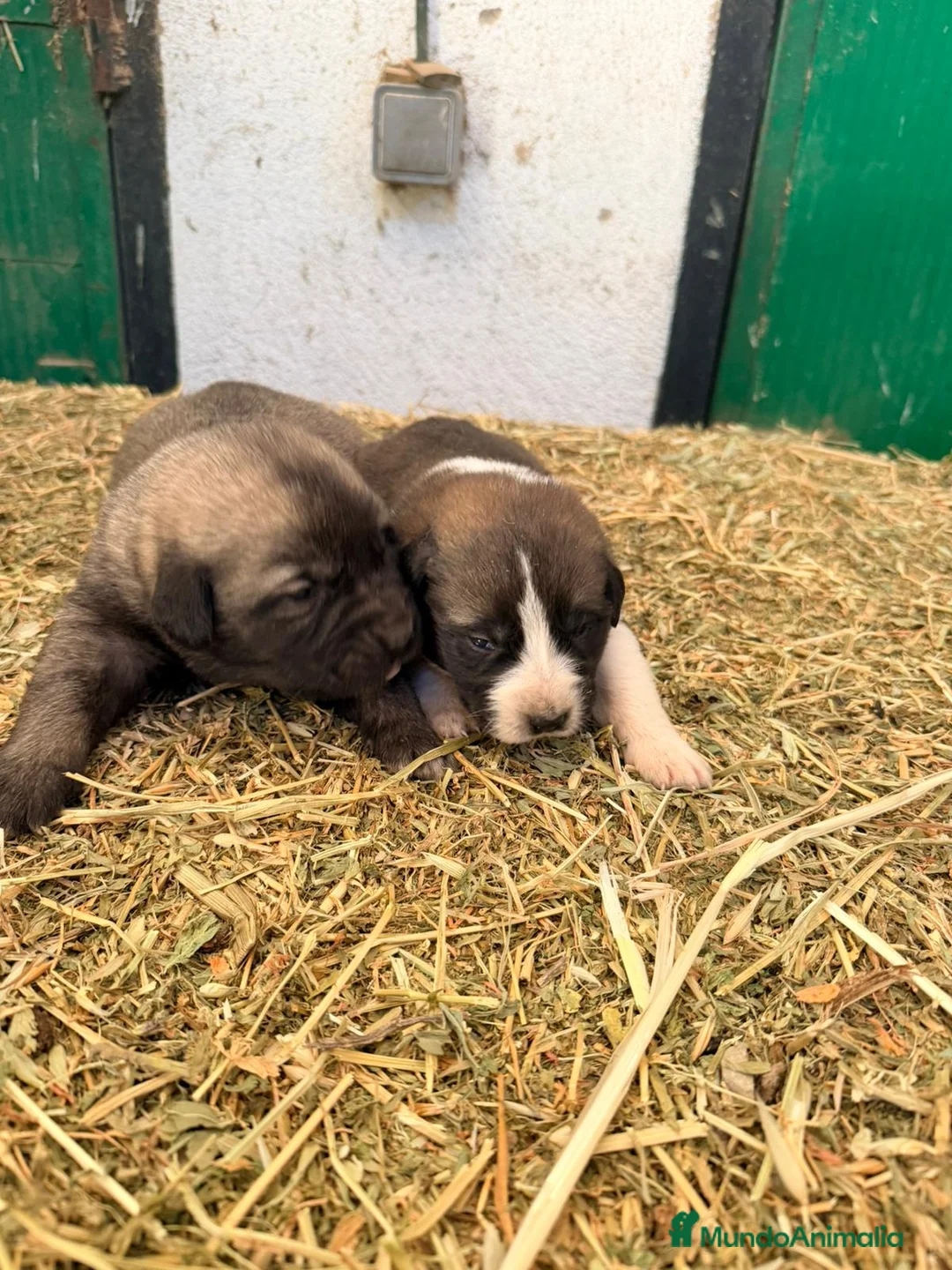 Raza Mixta perros en venta: Mestizo de mastín x Cáucaso  - Anuncio 4