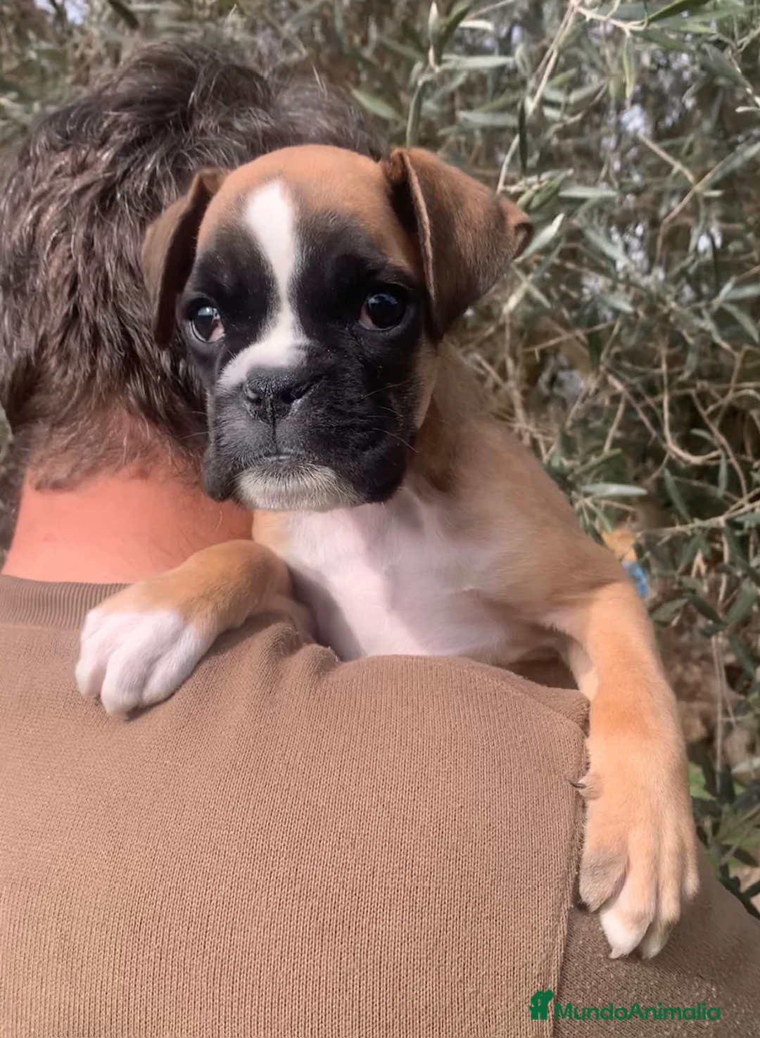 Boxer perros en venta: Cachorros BOXER dorados - Anuncio 5