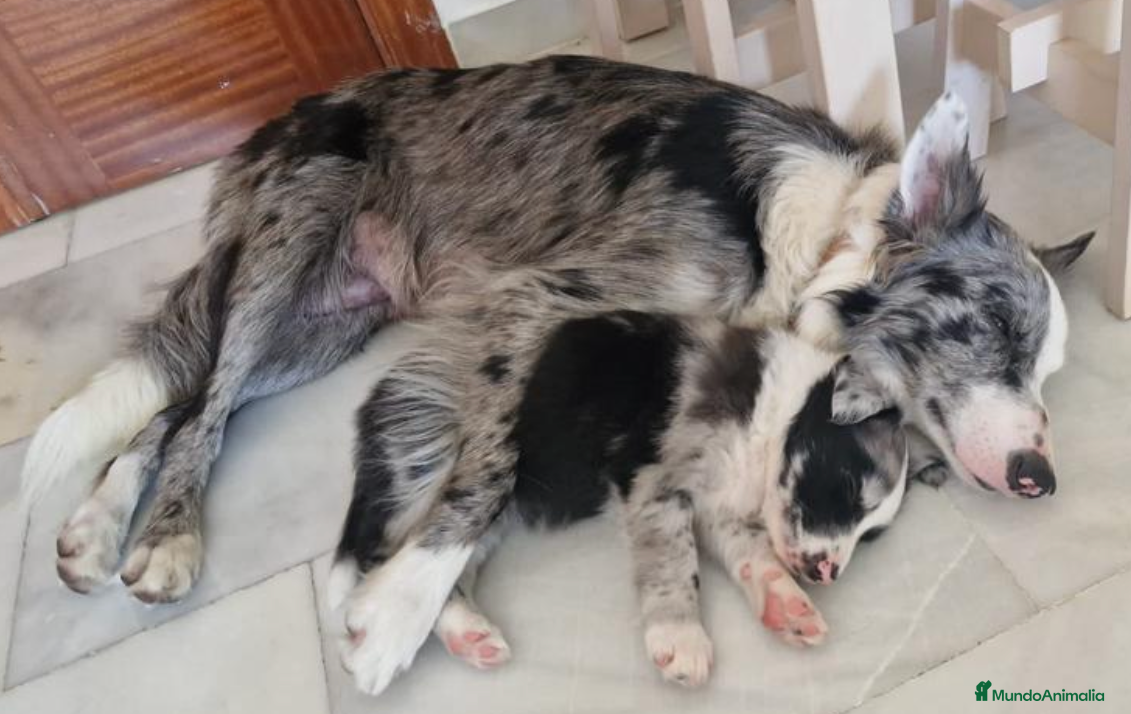 Border Collie perros BORDER COLLIE DE VILLA BIZNAGA - Anuncio 8