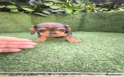 Teckel Miniatura perros en venta: teckel miniatura  - Imagen 16