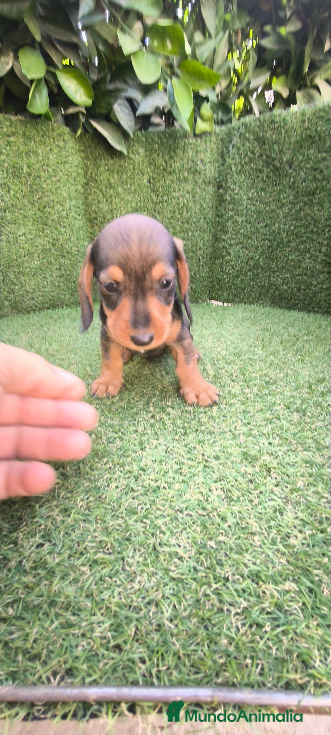 Teckel Miniatura perros en venta: teckel miniatura  - Imagen 16