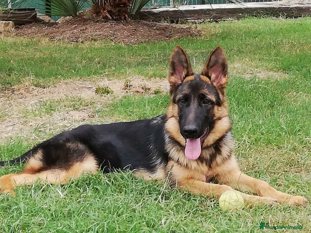 Pastor Alemán perros en venta: Excelentes cachorros de Pastor Aleman  - Anuncio 10