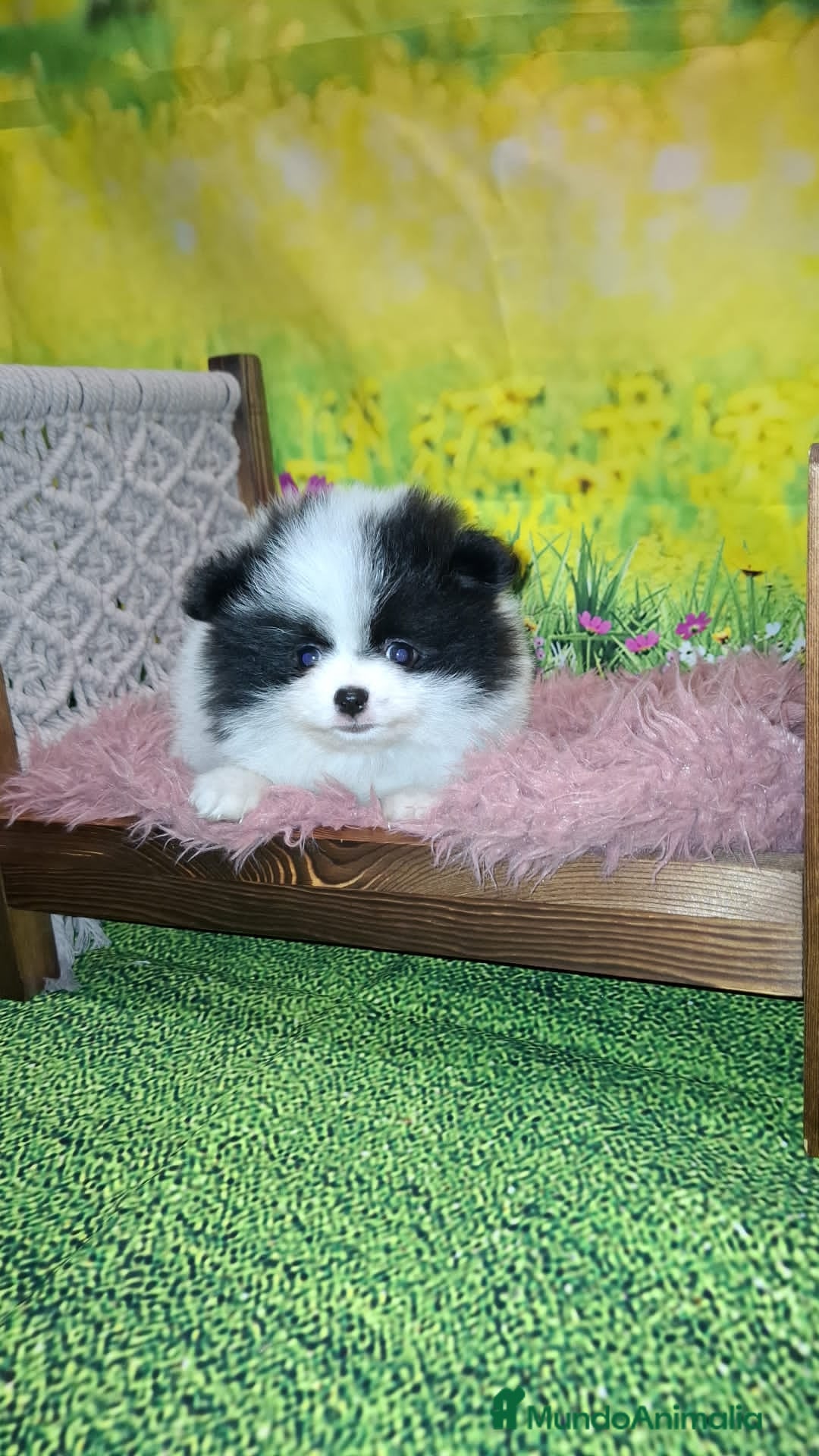 Pomerania perros Pomerania macho.  - Anuncio 1