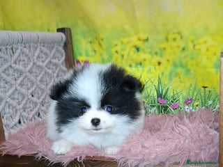 Pomerania perros Pomerania macho. - Anuncio 1