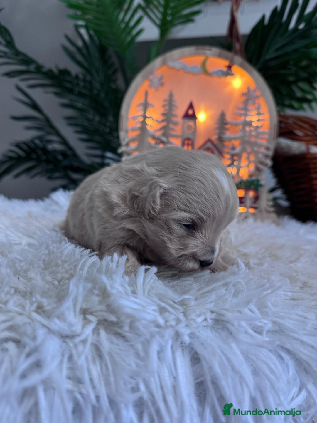 Maltipoo perros en venta: MALTIPOO  - Anuncio 7