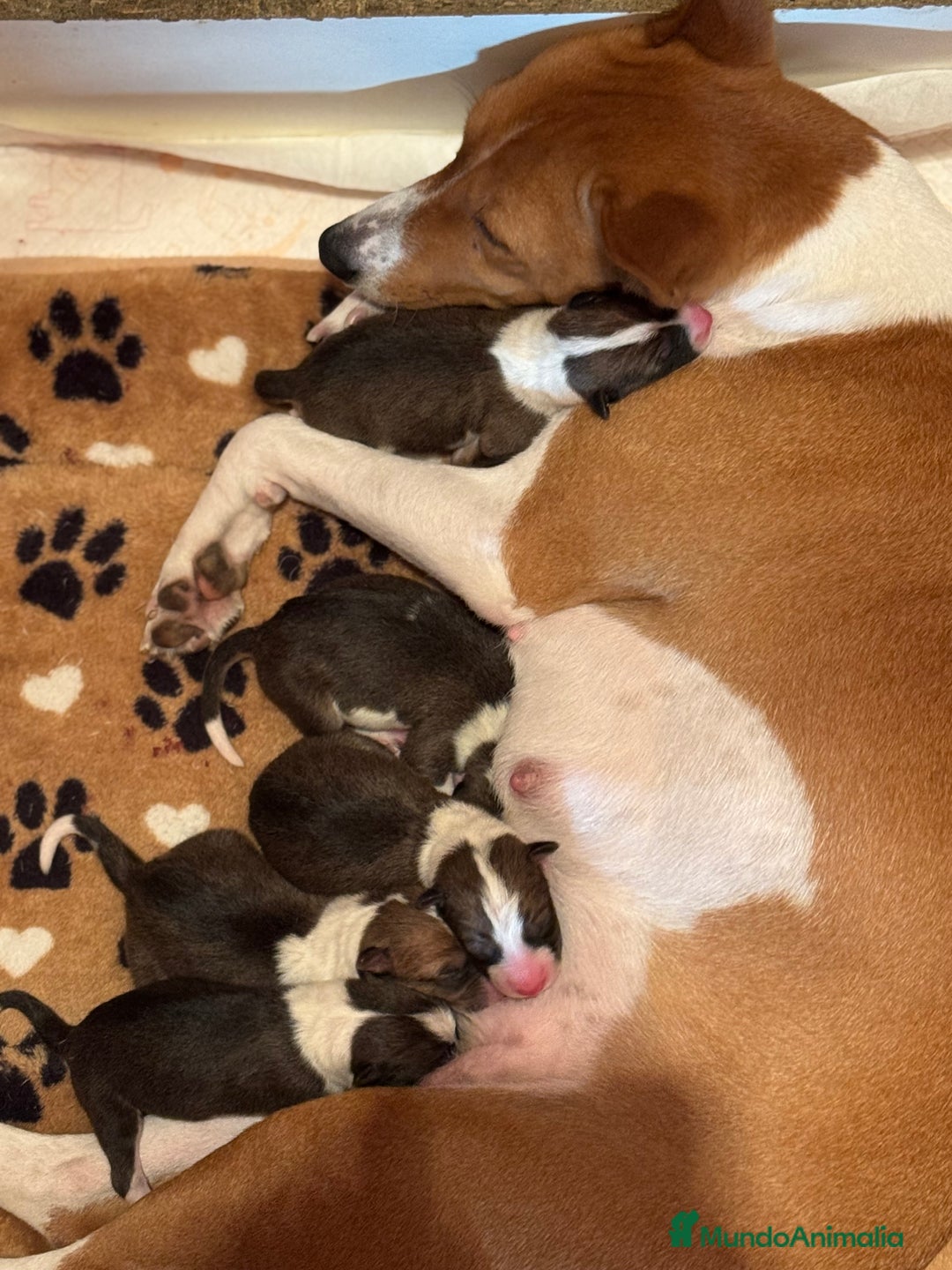 Basenji perros en venta: Basenji disponible - Anuncio 1