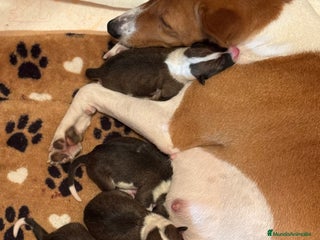 Basenji perros Basenji disponible - Anuncio 1