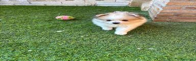 Pomerania 1