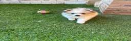 Pomerania perros en venta: Preciosas Pomeranian mini - Anuncio 2