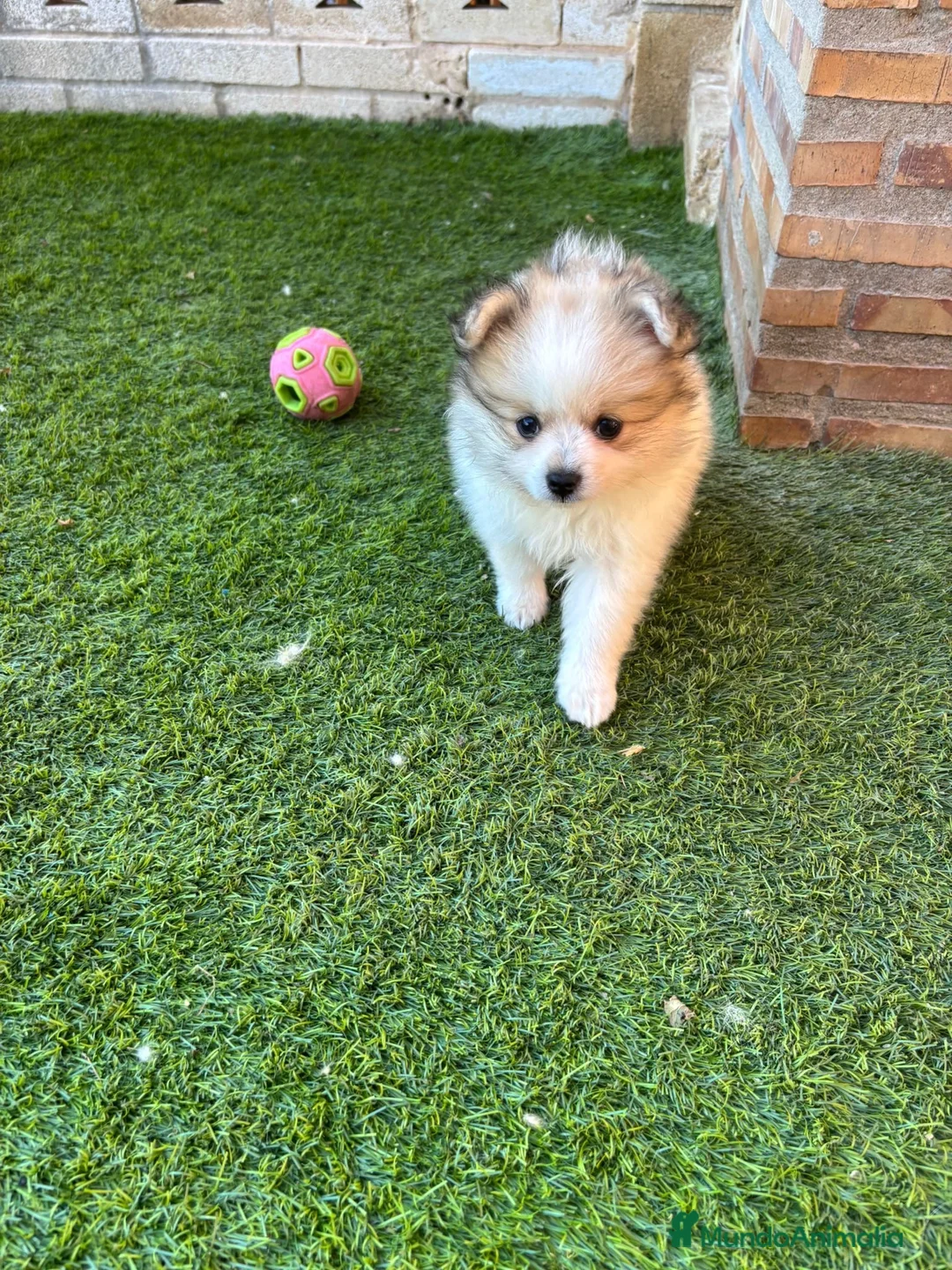 Pomerania perros en venta: Preciosas Pomeranian mini - Anuncio 2
