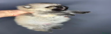 Pomerania 2