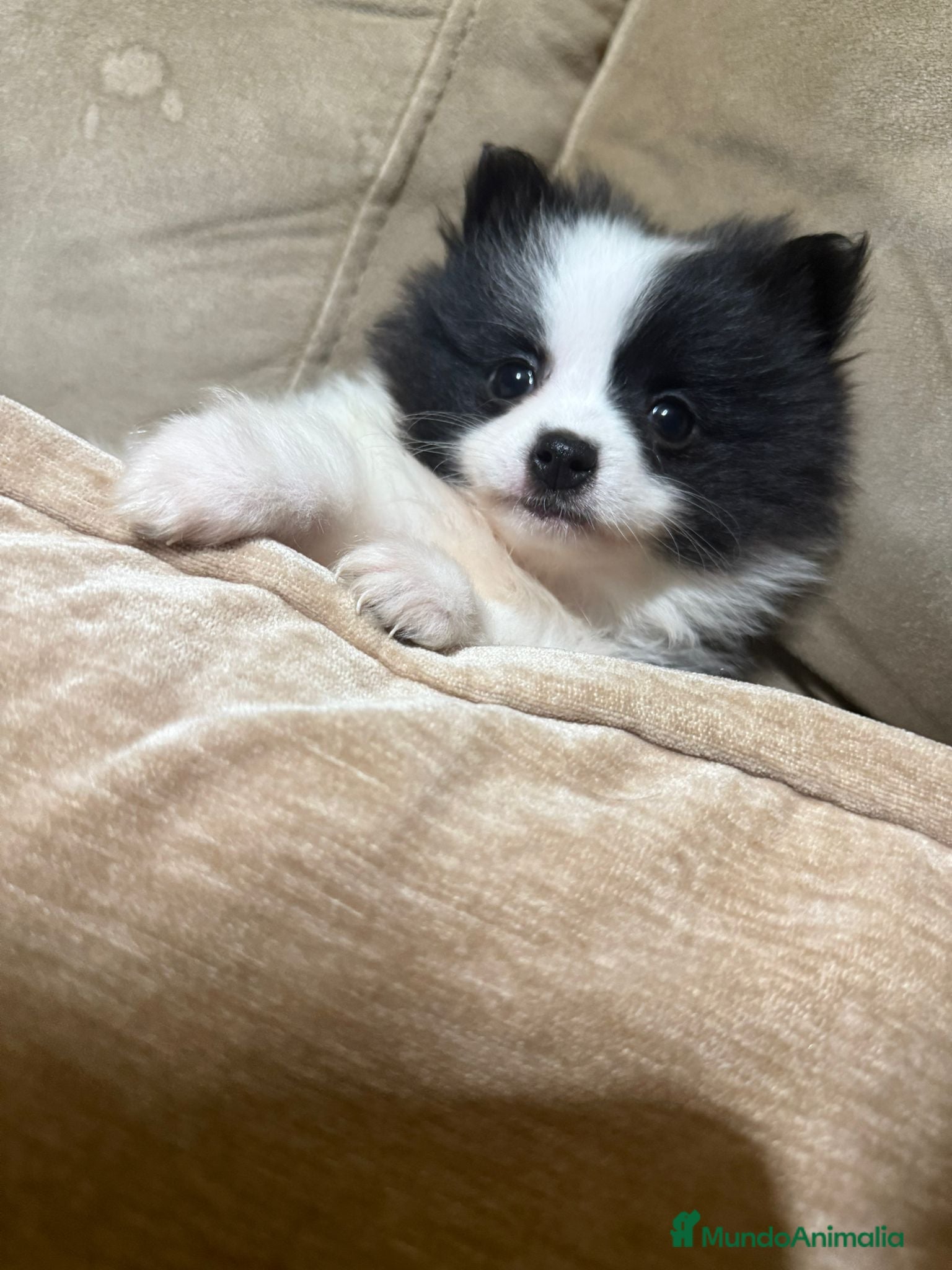 Pomerania perros Lulu pomerania - Anuncio 1