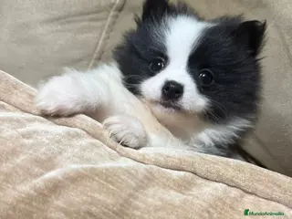 Pomerania perros Lulu pomerania - Anuncio 1