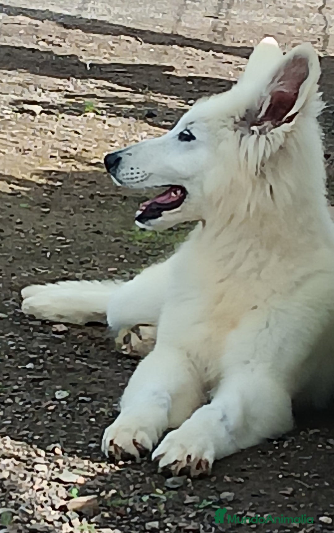 Pastor Blanco Suizo perros en venta: Pastor Blanco Suizo  - Anuncio 2