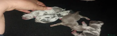 Chihuahua Cachorro 2