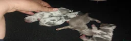 Chihuahua perros en venta: Camada de chihuahua trimerle lila choco  - Anuncio 6