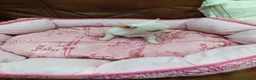 Chihuahua perros en venta: CHIHUAHUA TOY - Anuncio 8