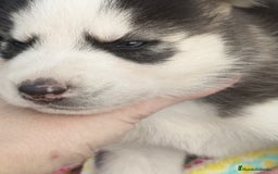 Husky Siberiano perros en venta: Husky siberiano  - Imagen 3