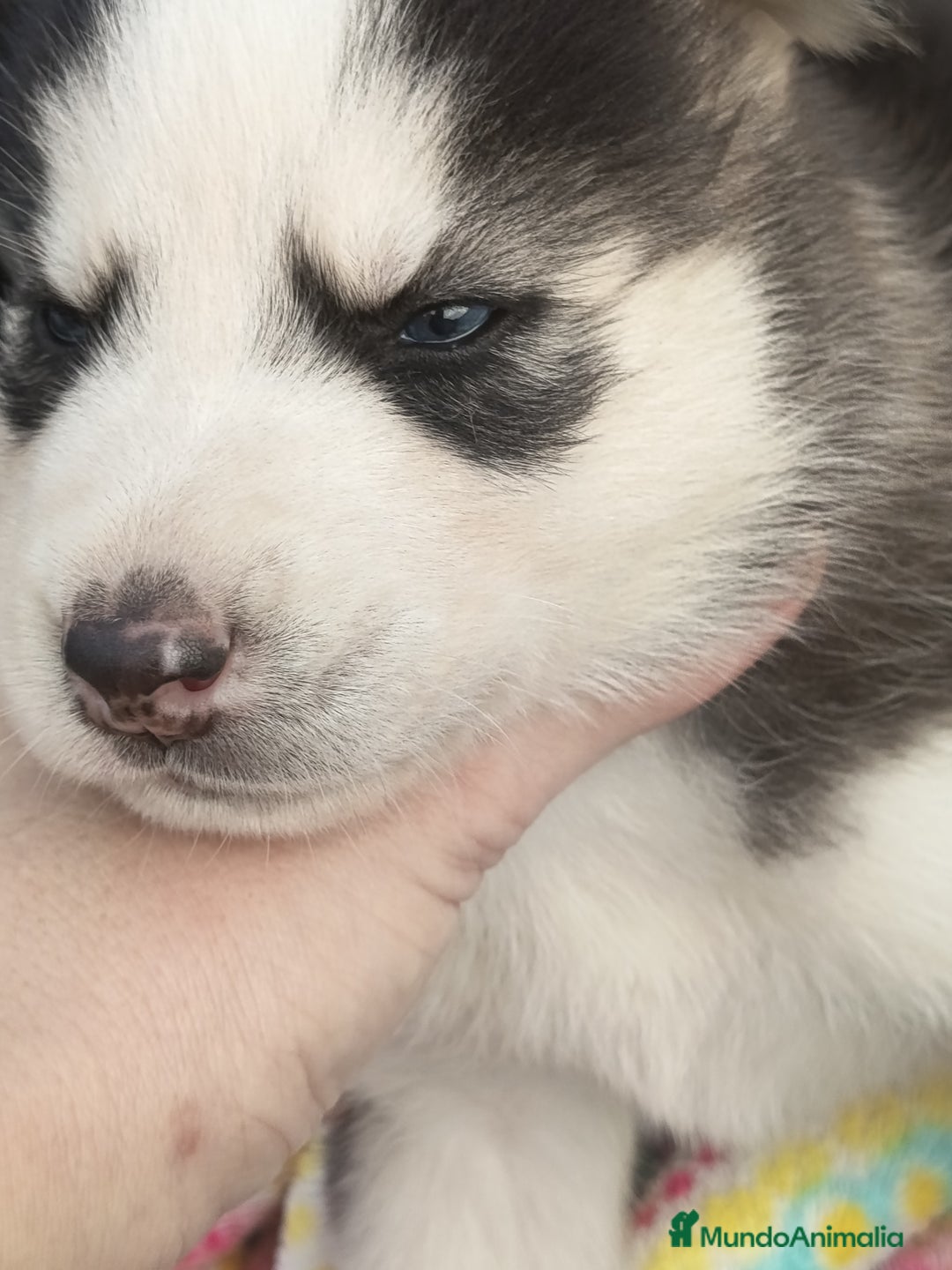 Husky Siberiano perros en venta: Husky siberiano  - Imagen 3