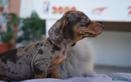 Teckel Miniatura perros en venta: 🐾 Rafaela y Molly – Teckel miniatura merlé🌌 - Imagen 7