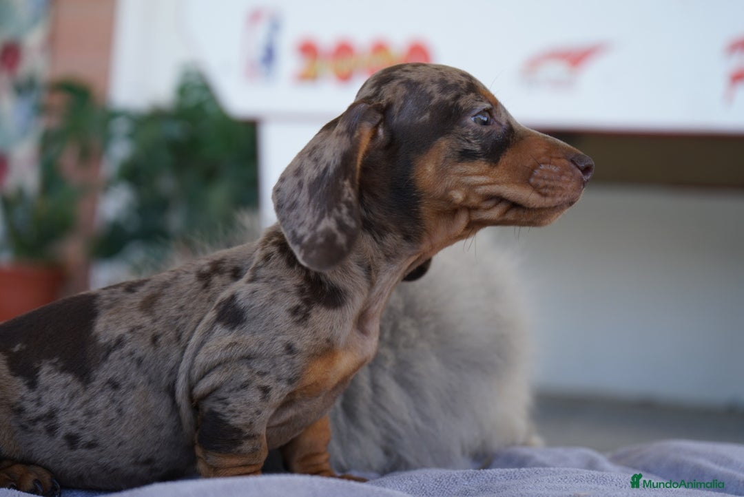 Teckel Miniatura perros en venta: 🐾 Rafaela y Molly – Teckel miniatura merlé🌌 - Imagen 7