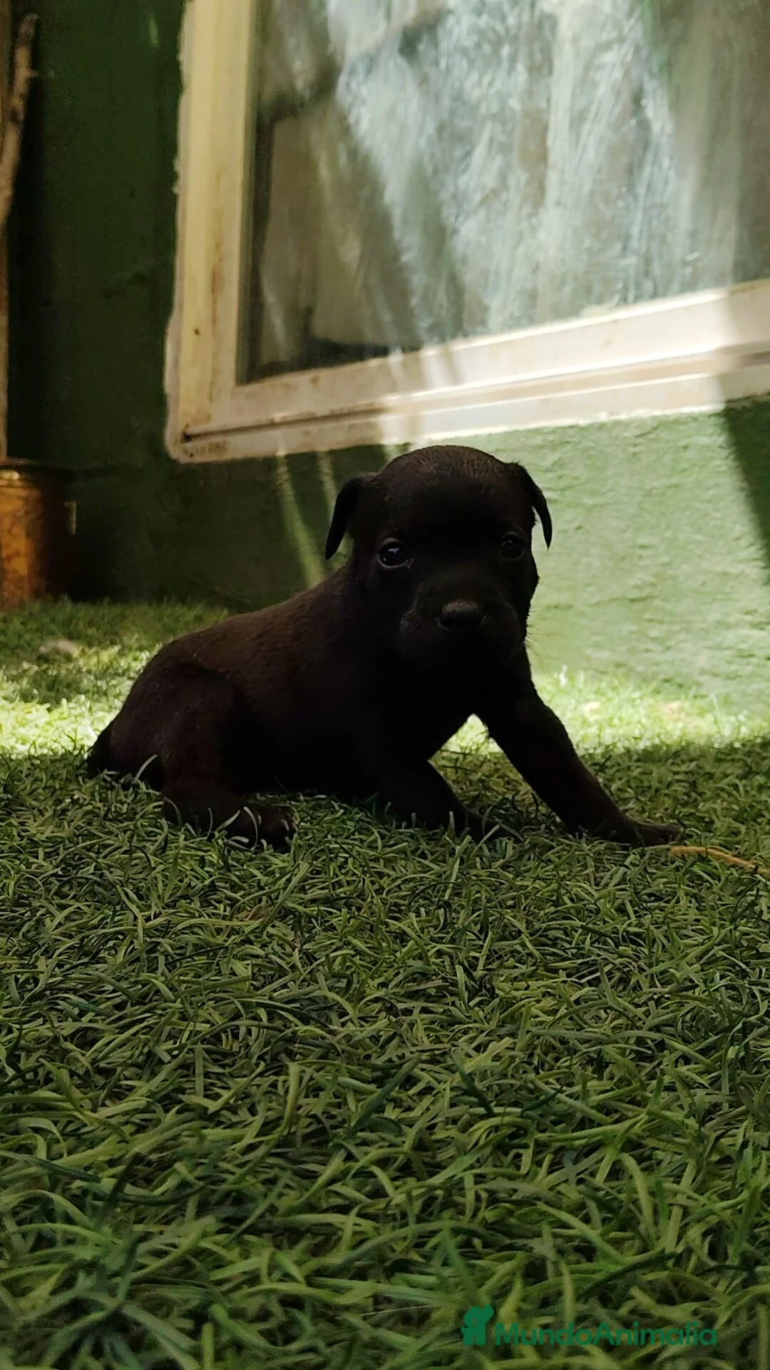 Staffordshire Bull Terrier perros en venta: Staffordshire Bull Terrier cachorros - Anuncio 14