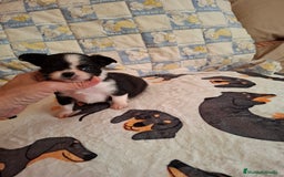 Chihuahua perros en venta: Espectacular chihuahua de pelo largo - Imagen 2