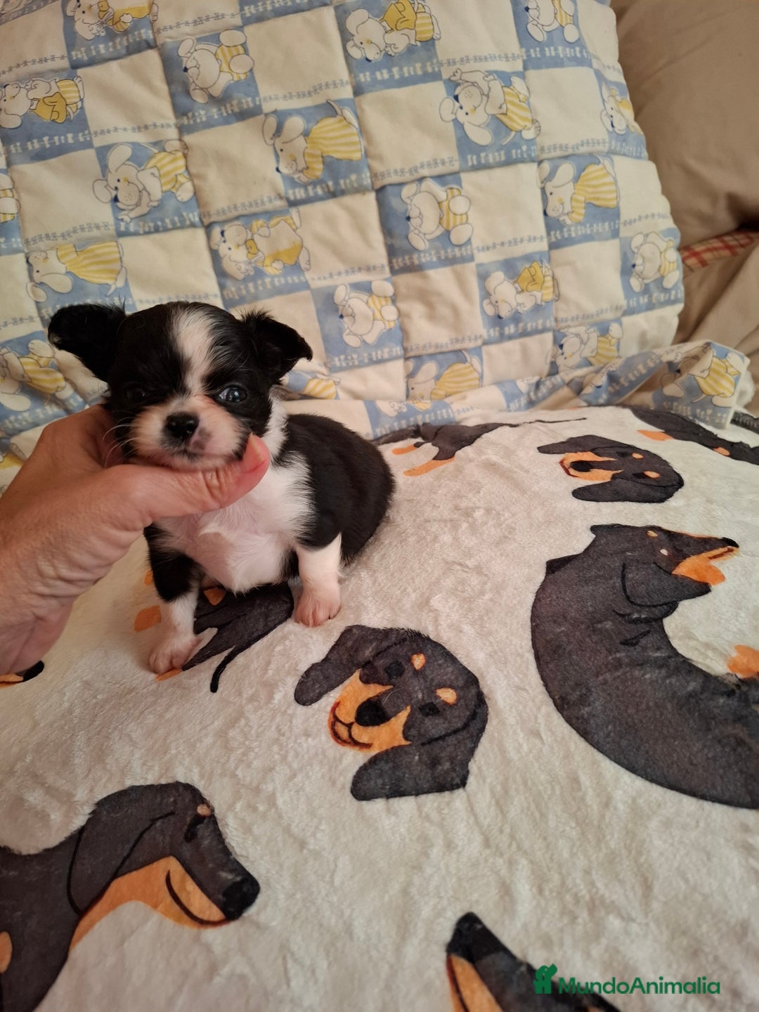 Chihuahua perros en venta: Espectacular chihuahua de pelo largo - Imagen 2