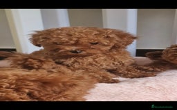 Caniche Toy perros en venta: HEMBRA TEA CUP/MICRO TOY ASIATICA 50% - Imagen 2