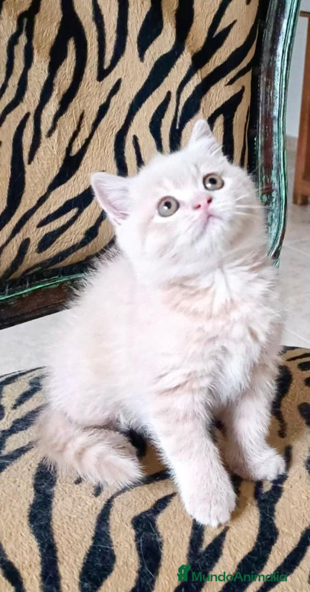 Scottish Straight gatos en venta: Gatito Scottish straight  - Imagen 1