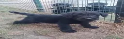 Schnauzer Gigante perros en venta: Schnauzer Gigante  - Anuncio 2