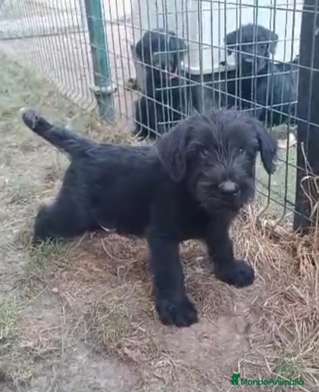 Schnauzer Gigante perros en venta: Schnauzer Gigante  - Anuncio 2