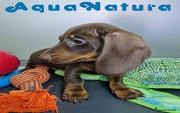 Teckel Miniatura perros en venta: Teckel Macho DCD 1574 AQUANATURA - Imagen 8